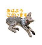 うちの猫、時々犬（個別スタンプ：3）