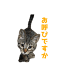 うちの猫、時々犬（個別スタンプ：4）