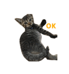 うちの猫、時々犬（個別スタンプ：5）