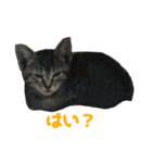 うちの猫、時々犬（個別スタンプ：6）