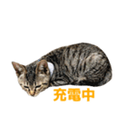 うちの猫、時々犬（個別スタンプ：7）