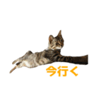 うちの猫、時々犬（個別スタンプ：9）