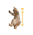 うちの猫、時々犬（個別スタンプ：11）