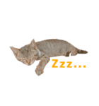 うちの猫、時々犬（個別スタンプ：12）