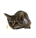 うちの猫、時々犬（個別スタンプ：13）