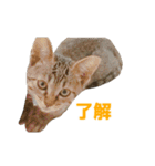 うちの猫、時々犬（個別スタンプ：15）