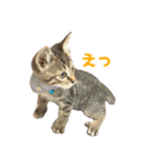 うちの猫、時々犬（個別スタンプ：16）