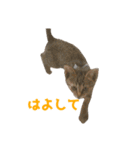 うちの猫、時々犬（個別スタンプ：17）