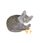 うちの猫、時々犬（個別スタンプ：18）