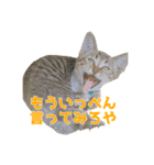 うちの猫、時々犬（個別スタンプ：19）