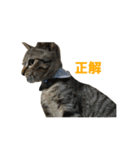うちの猫、時々犬（個別スタンプ：20）
