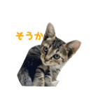 うちの猫、時々犬（個別スタンプ：21）