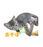 うちの猫、時々犬（個別スタンプ：22）
