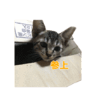 うちの猫、時々犬（個別スタンプ：23）