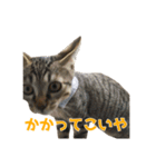 うちの猫、時々犬（個別スタンプ：24）