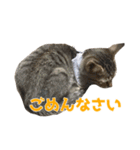 うちの猫、時々犬（個別スタンプ：25）
