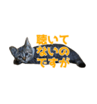 うちの猫、時々犬（個別スタンプ：26）