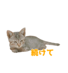うちの猫、時々犬（個別スタンプ：28）