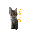 うちの猫、時々犬（個別スタンプ：29）
