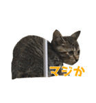 うちの猫、時々犬（個別スタンプ：30）