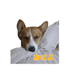うちの猫、時々犬（個別スタンプ：31）
