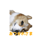 うちの猫、時々犬（個別スタンプ：32）