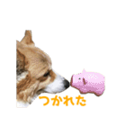 うちの猫、時々犬（個別スタンプ：33）