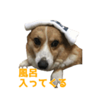 うちの猫、時々犬（個別スタンプ：34）