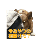 うちの猫、時々犬（個別スタンプ：36）
