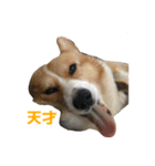 うちの猫、時々犬（個別スタンプ：37）
