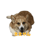 うちの猫、時々犬（個別スタンプ：38）