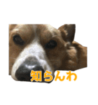 うちの猫、時々犬（個別スタンプ：39）