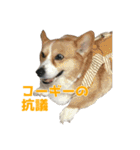うちの猫、時々犬（個別スタンプ：40）