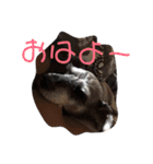 イサミすたんぷ（個別スタンプ：16）