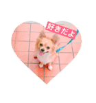 お試しチャッピー❤️（個別スタンプ：1）