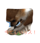 かっこかわいいプーちゃんスタンプ（個別スタンプ：2）