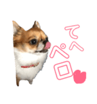かっこかわいいプーちゃんスタンプ（個別スタンプ：12）