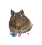 まいにちデグデグ（個別スタンプ：5）