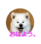 秋田犬の日常(kohaku)（個別スタンプ：1）