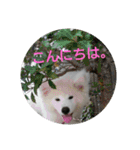 秋田犬の日常(kohaku)（個別スタンプ：2）
