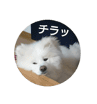 秋田犬の日常(kohaku)（個別スタンプ：3）