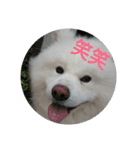 秋田犬の日常(kohaku)（個別スタンプ：4）