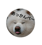 秋田犬の日常(kohaku)（個別スタンプ：5）