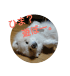 秋田犬の日常(kohaku)（個別スタンプ：6）