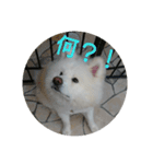 秋田犬の日常(kohaku)（個別スタンプ：7）