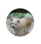 秋田犬の日常(kohaku)（個別スタンプ：8）