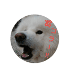 秋田犬の日常(kohaku)（個別スタンプ：9）