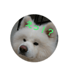 秋田犬の日常(kohaku)（個別スタンプ：10）