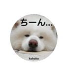 秋田犬の日常(kohaku)（個別スタンプ：11）