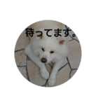 秋田犬の日常(kohaku)（個別スタンプ：12）